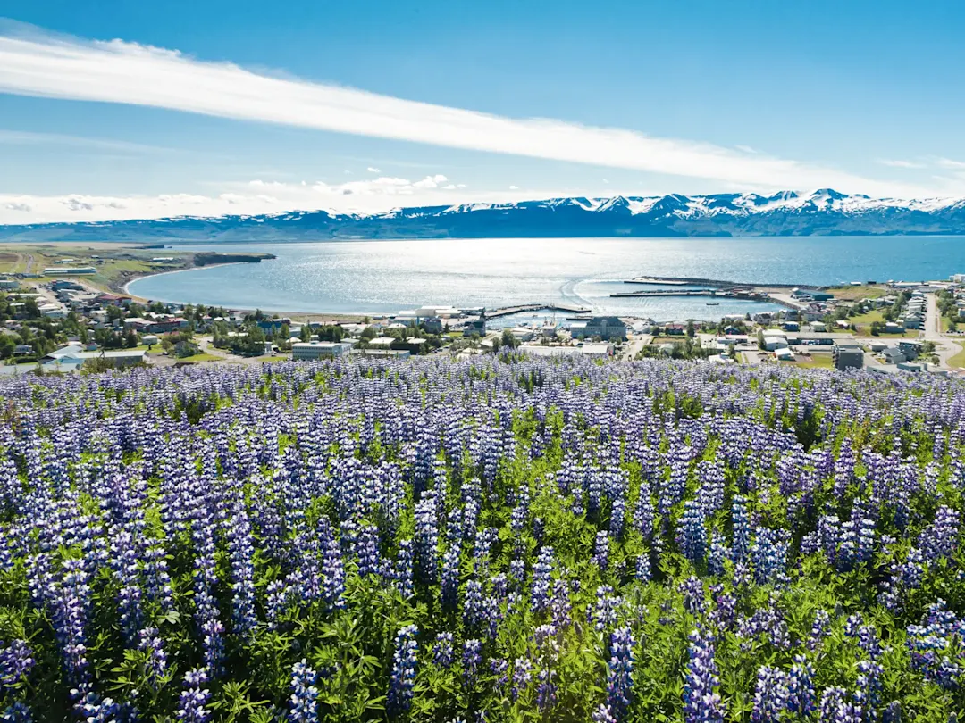 Blühende Lupinen mit Blick auf einen Fjord und Berge. Akureyri, Nordisland, Island.