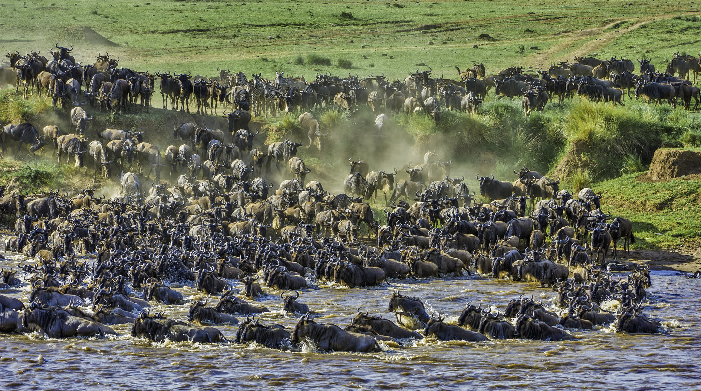 Gnous traversant la rivière Mara dans la réserve nationale de Masai Mara, Kenya.