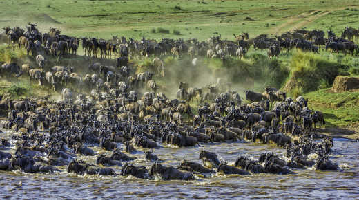 Gnus Überquerung des Mara-Flusses im Masai Mara National Reserve, Kenia.