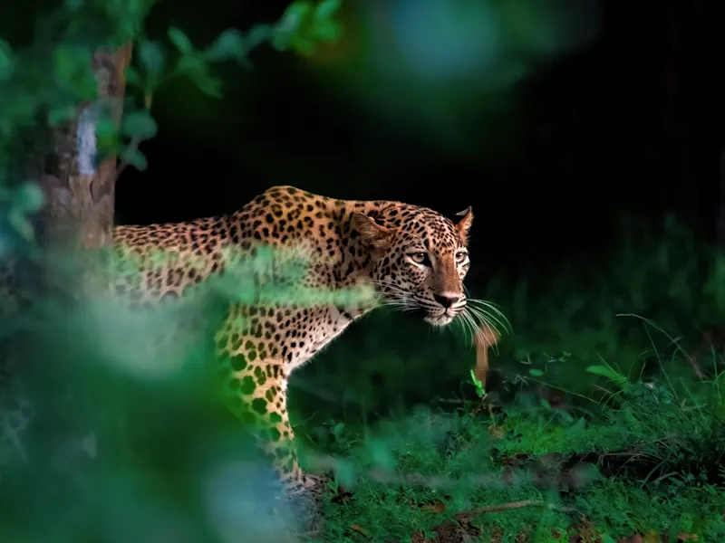 Yala, Südprovinz, Sri Lanka Sri-Lanka-Leopard schleicht durch den dichten Dschungel im Yala-Nationalpark. Yala, Südprovinz, Sri Lanka.