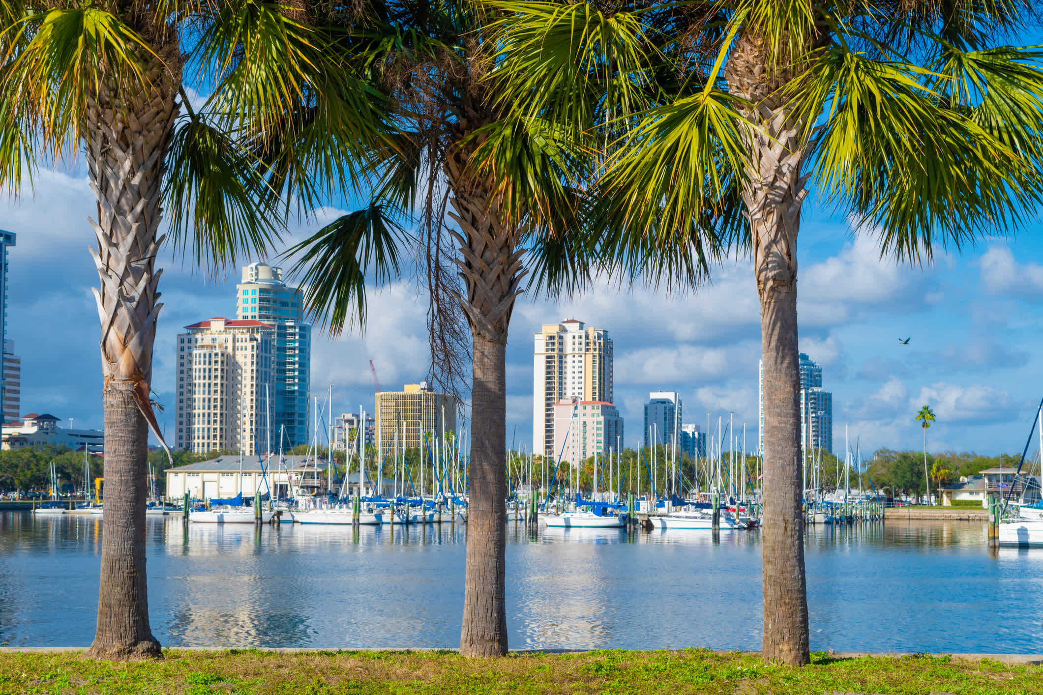 Vue sur les palmiers et le port de St. Petersburg en Floride aux États-Unis