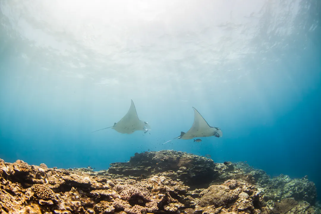 Japan, Okinawa, Insel Ishigaki Unterwasser mit Manta-Strahlen der Insel Ishigaki, Okinawa, Japan.