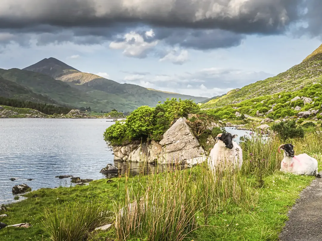 Irland, Killarney National Park Malerische Landschaft mit Schafen am Seeufer und dramatischen Wolken. Killarney National Park, Irland.