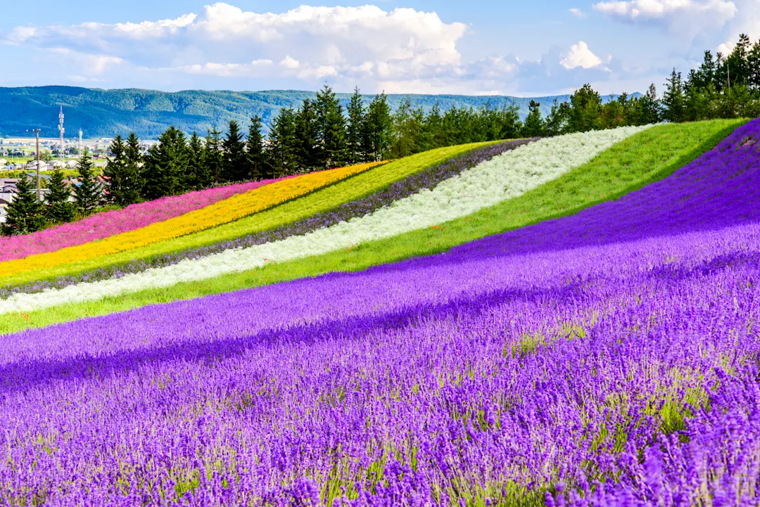 Japan, Hokkaido Blumenfelder in Tomita-Farm, Hokkaido, Japan.