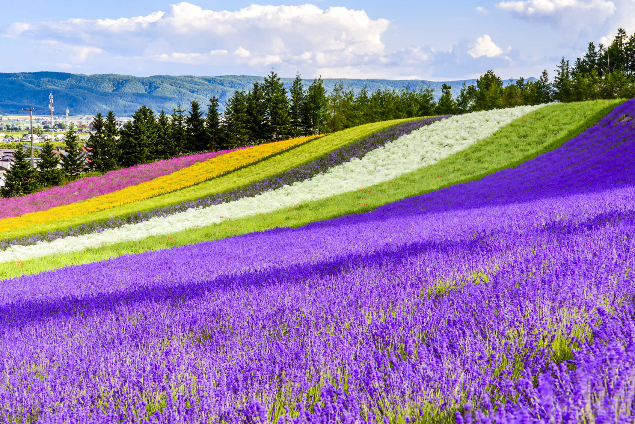 Champs de fleurs à la ferme Tomita, Hokkaido, Japon.

