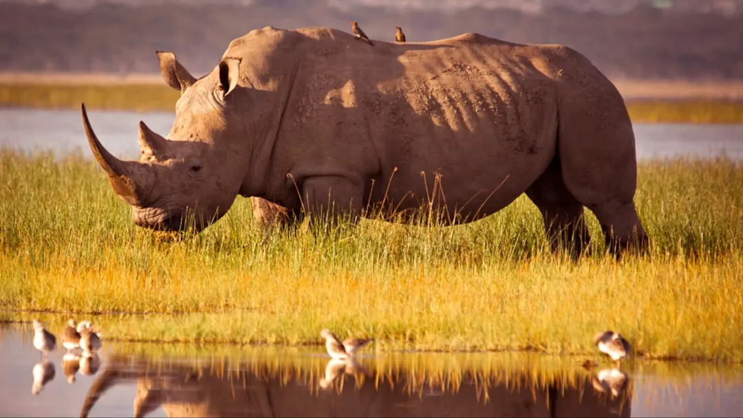Rhinoceros Spiegelwasser Rhinoceros Spiegelwasser