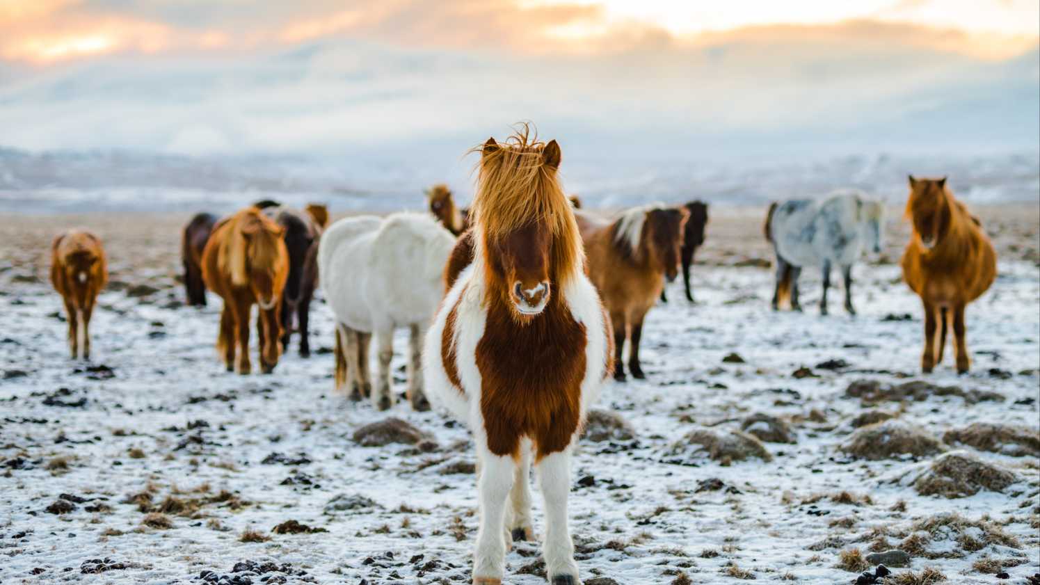 Das Islandpferd in Schneelandschaft