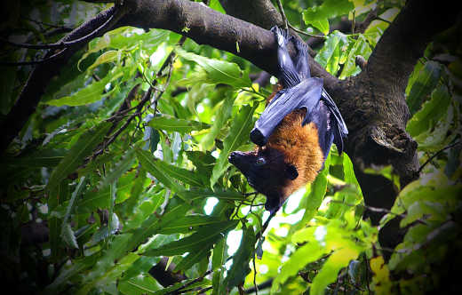 Chauve-souris accrochée à un arbre
