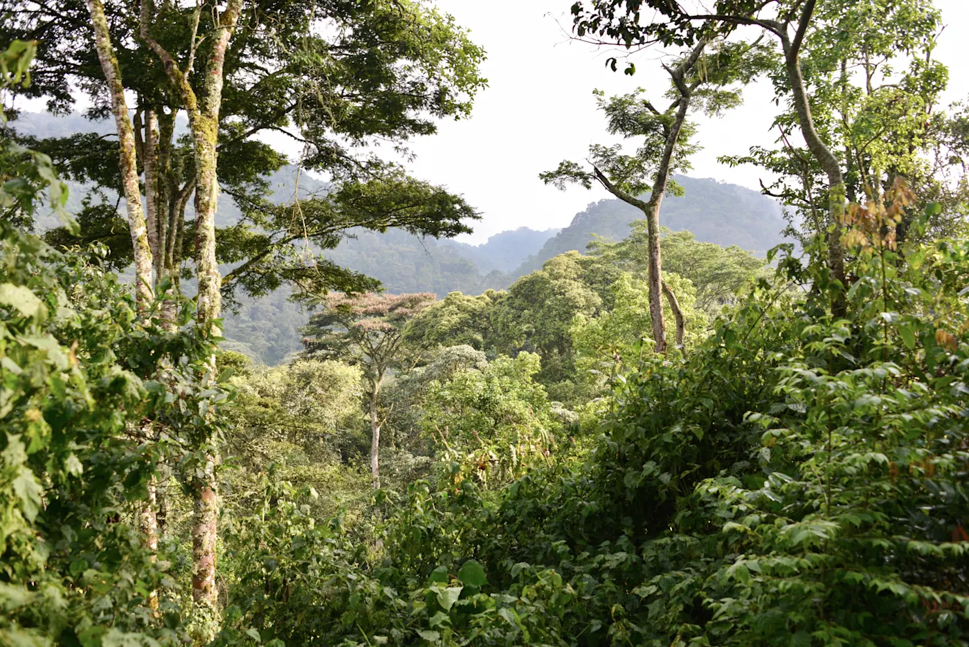 Uganda, Landschaft Ein Panoramafoto von einer Landschaft in Uganda.