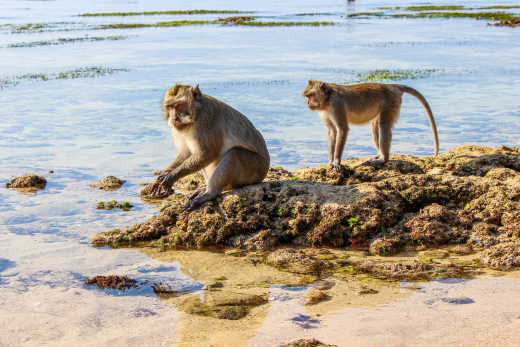 Aufnahme von Affen in der Monkey Bay
