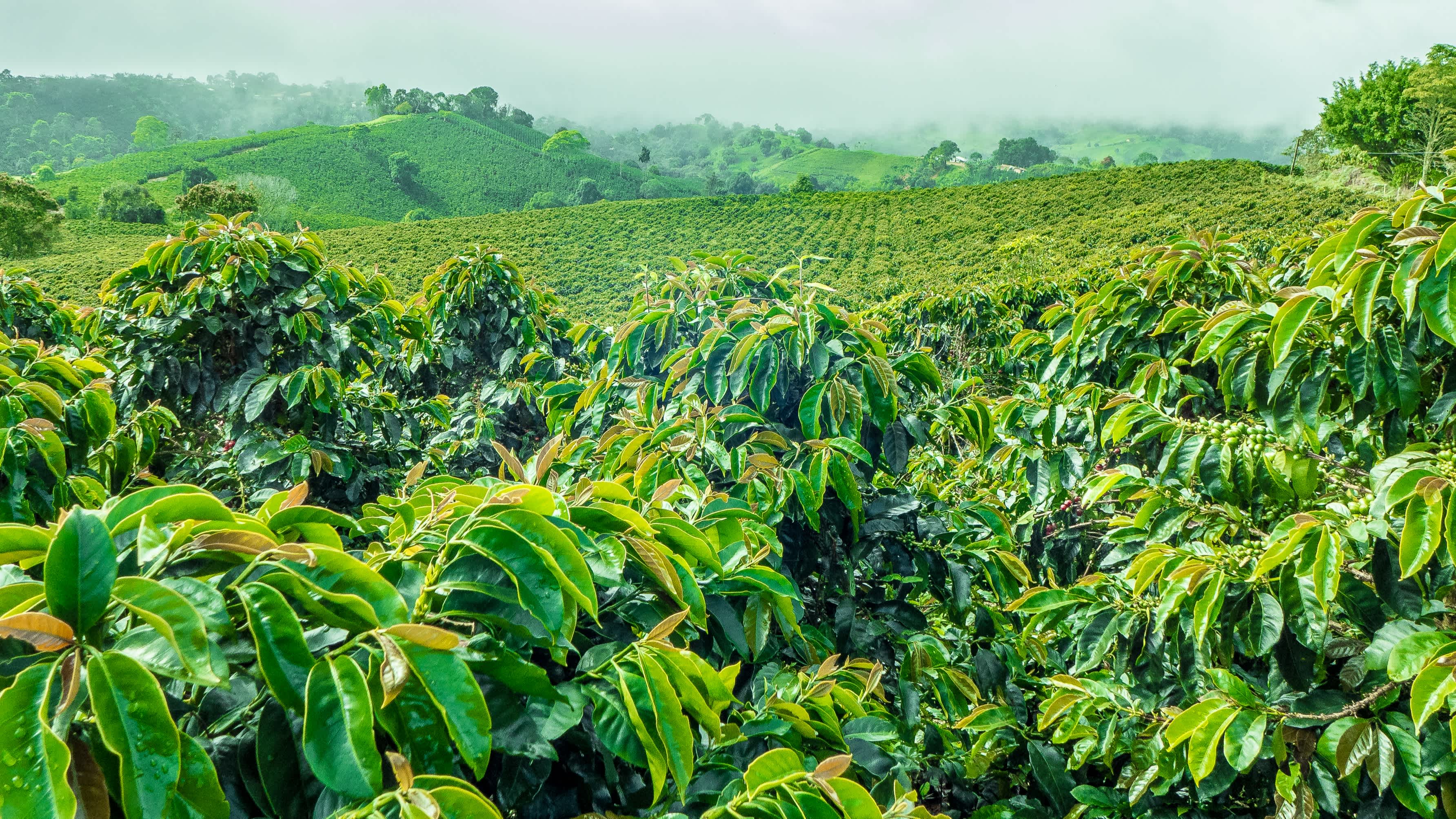 Plantation de café à Jerico, en Colombie