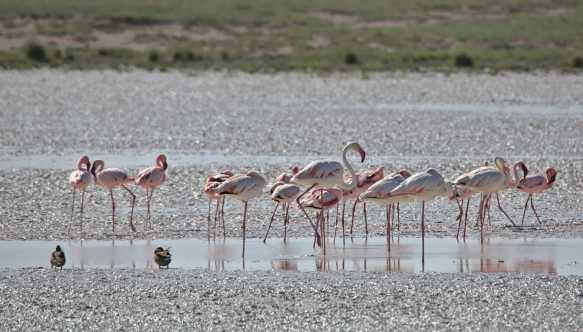 Etosha in Namibia mt Flamingos