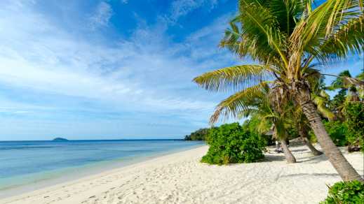 Palmiers sur une plage de sable blanc, Amanuca, aux Fidji