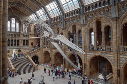 Découvrez les expositions extraordinaires du Musée d'histoire naturelle pendant votre séjour à Londres.