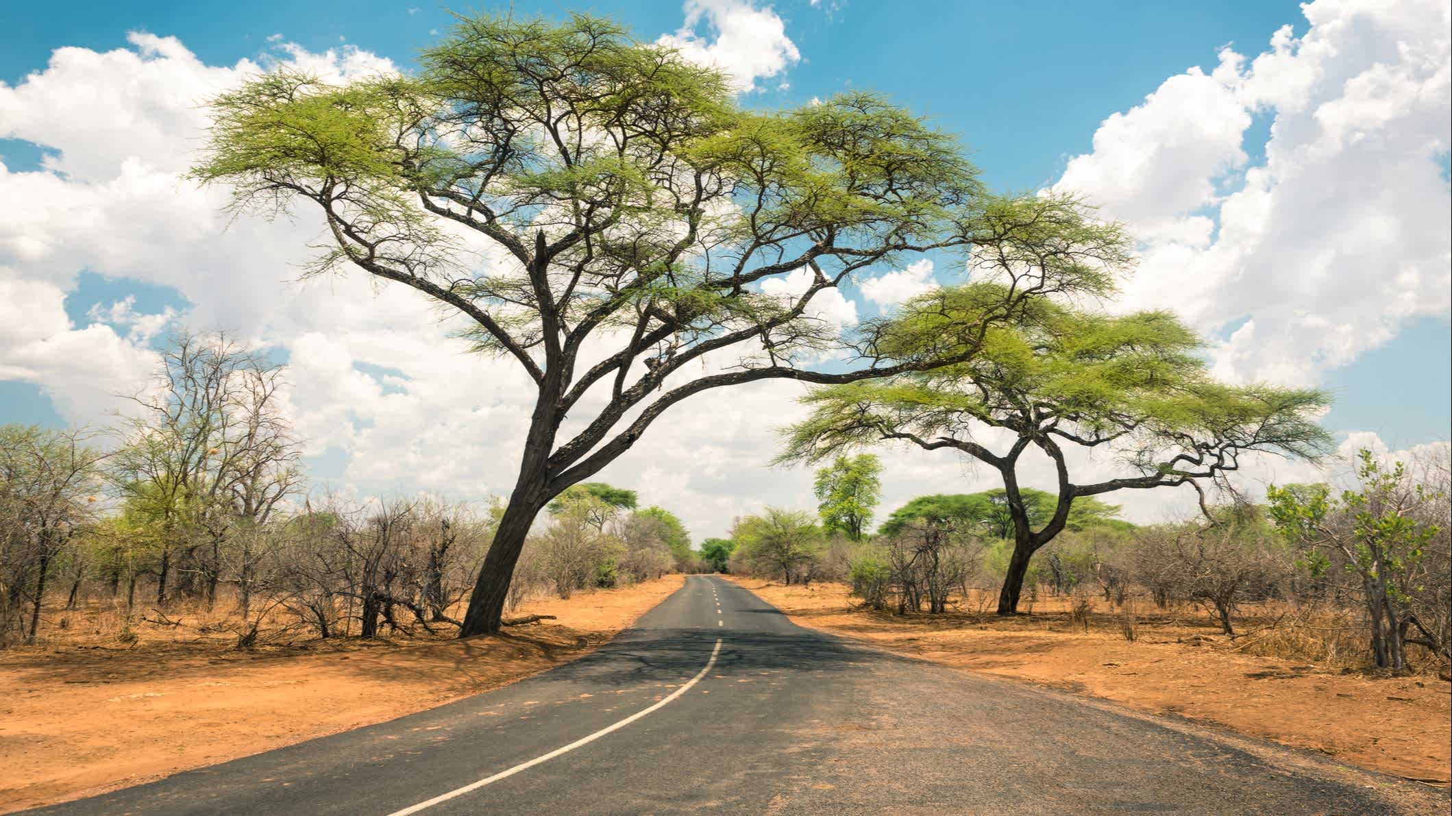 Afrikanische Landschaft mit leerer Straße und Bäumen in Namibia.