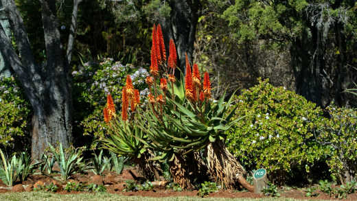 Plante d'aloès en fleur au jardin botanique de Pretoria, Afrique du Sud