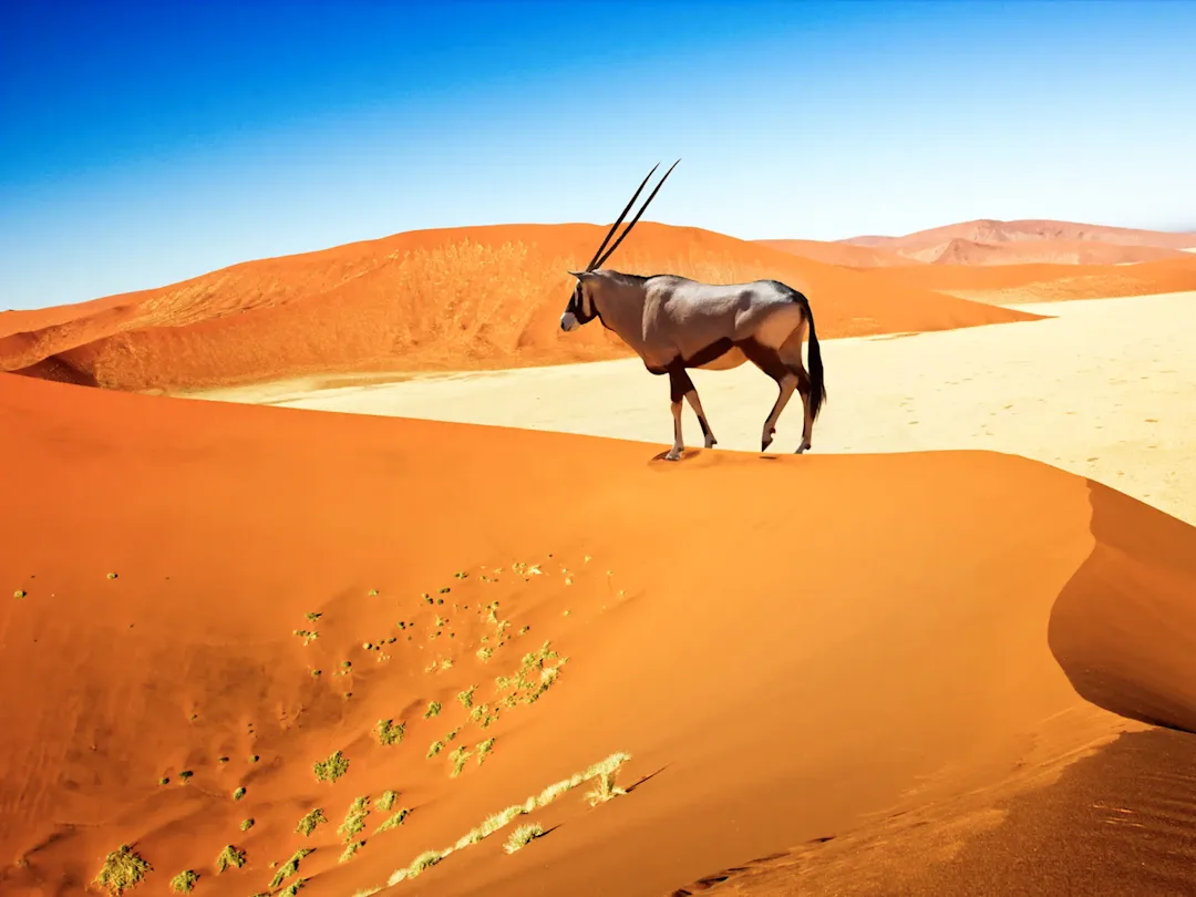 Circuit Afrique du Sud, Namibie et Botswana