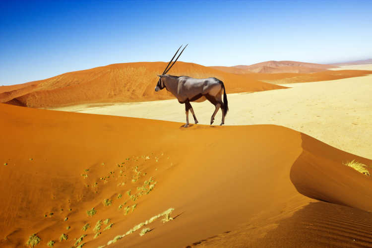 Ein Oryx auf einer Düne im Namib-Naukluft-Nationalpark, Namibia.
