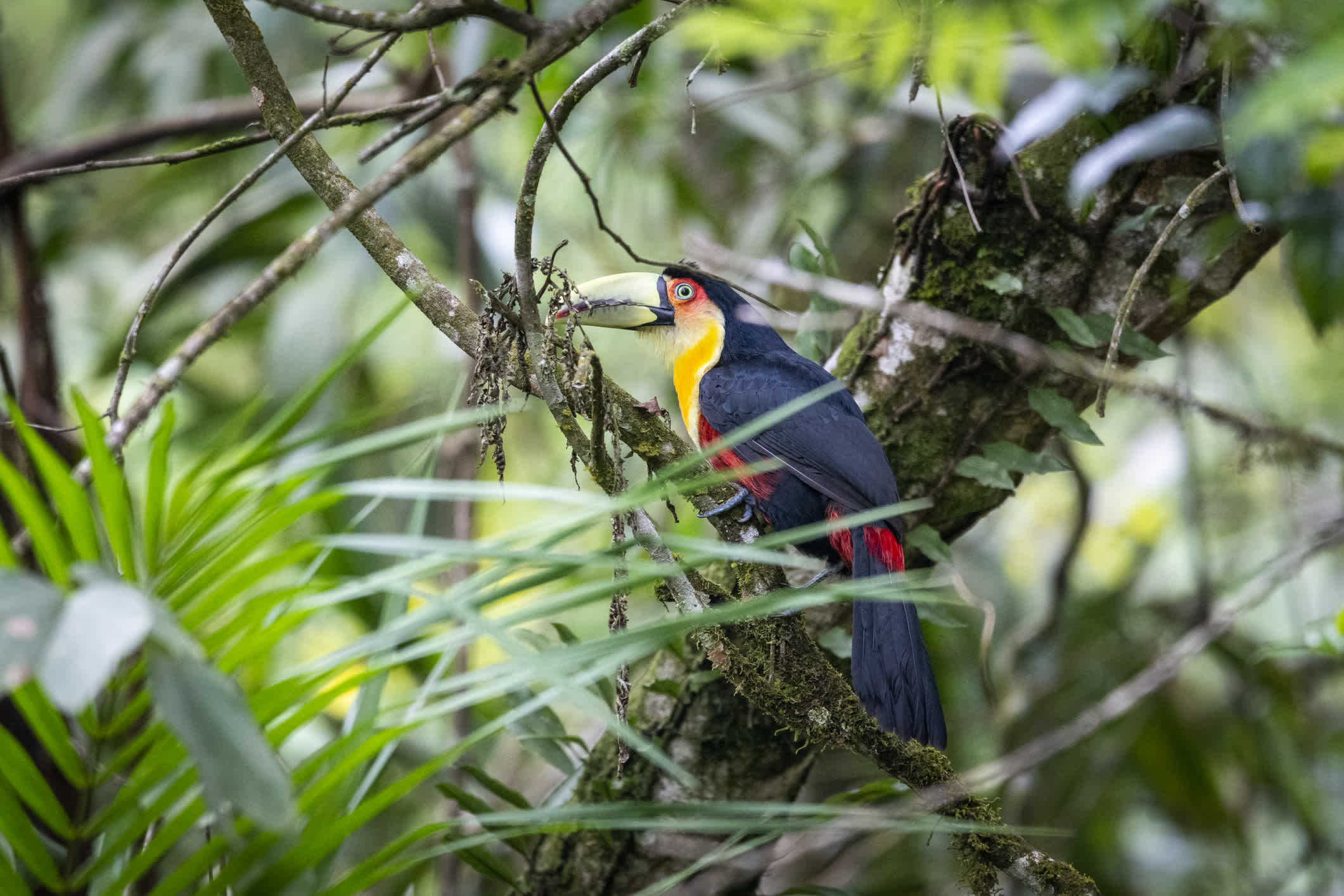 Bunter tropischer Vogel in Penedo, Rio de Janeiro, Brasilien.

