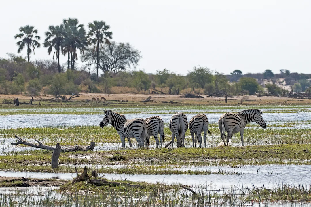 Circuit safari au Botswana