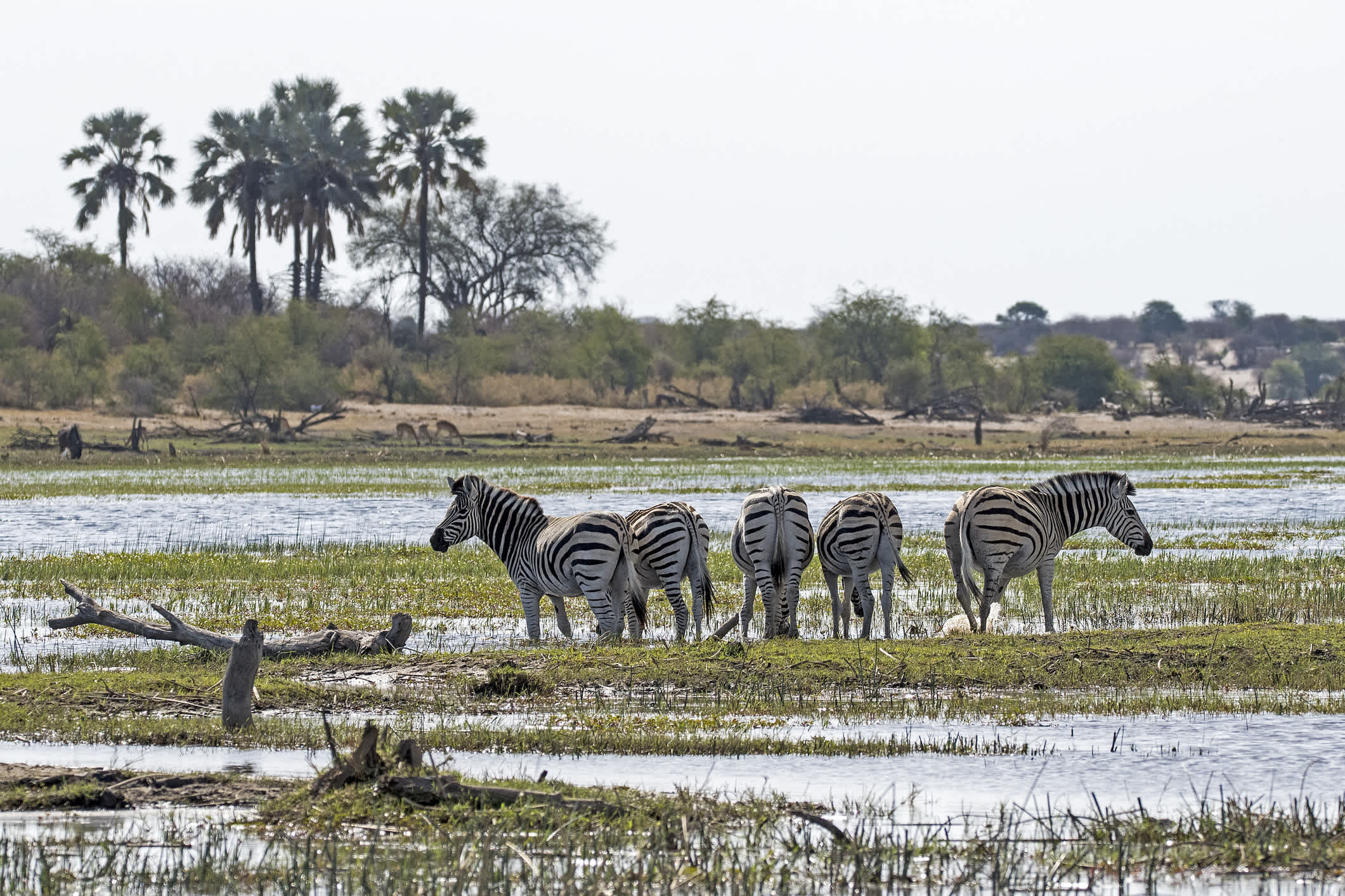 Zèbres des steppes dans le parc national des Makgadikgadi Pans, Botswana, Afrique,