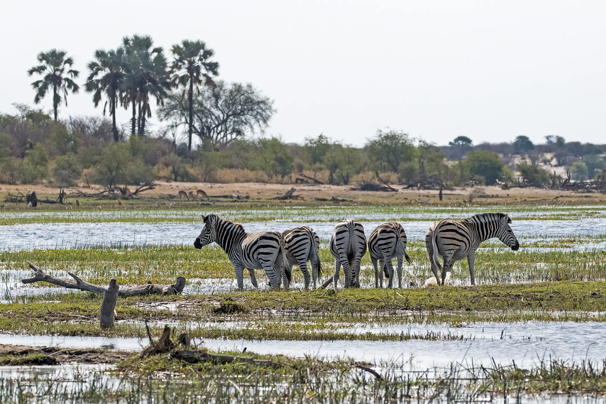 Makgadikgadi Pans National Park, Botswana, Afrika, Steppenzebra im Makgadikgadi Pans National Park, Botswana, Afrika,