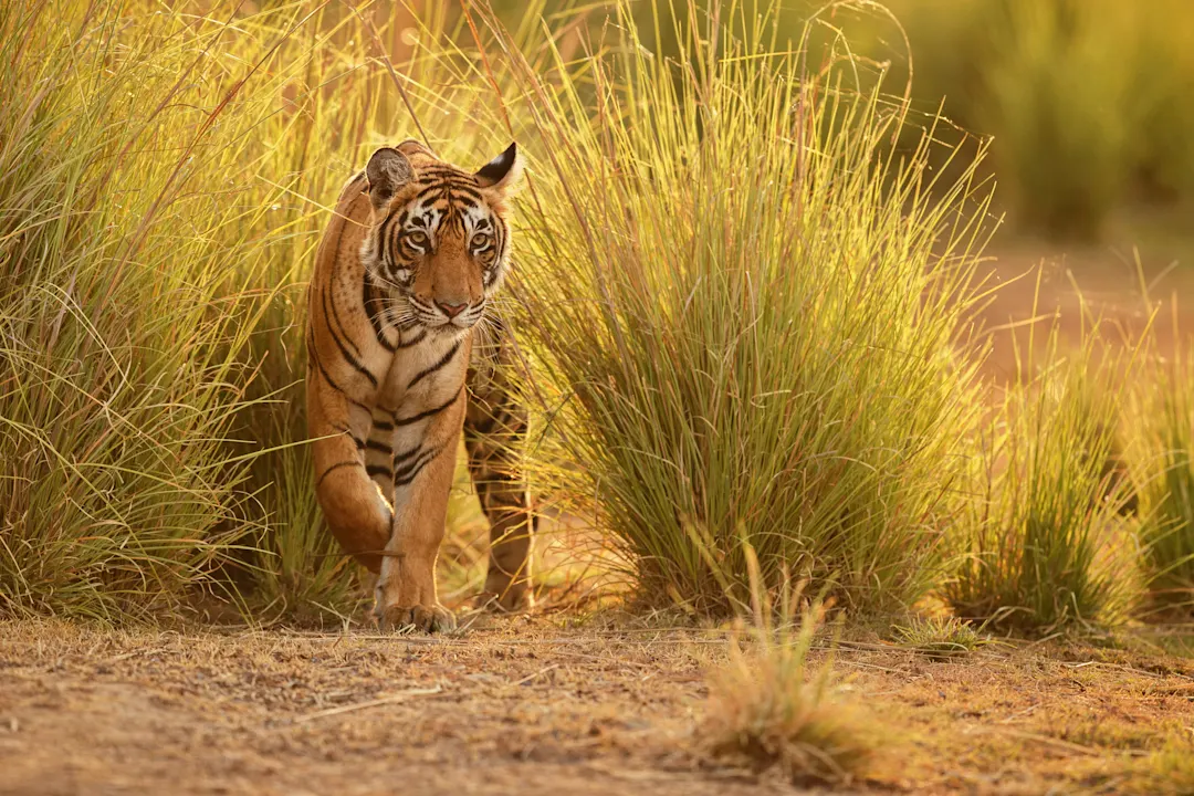 Indien, Tiger Tiger in einem wunderschönen goldenen Licht im Lebensraum Natur, Ranthambhore Nationalpark, Indien.