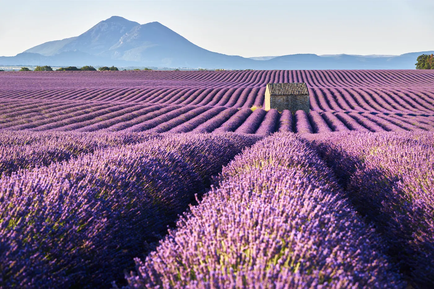 Vibrant purple lavender field with rows leading to a small stone house, mountains rising in the background under clear sky.