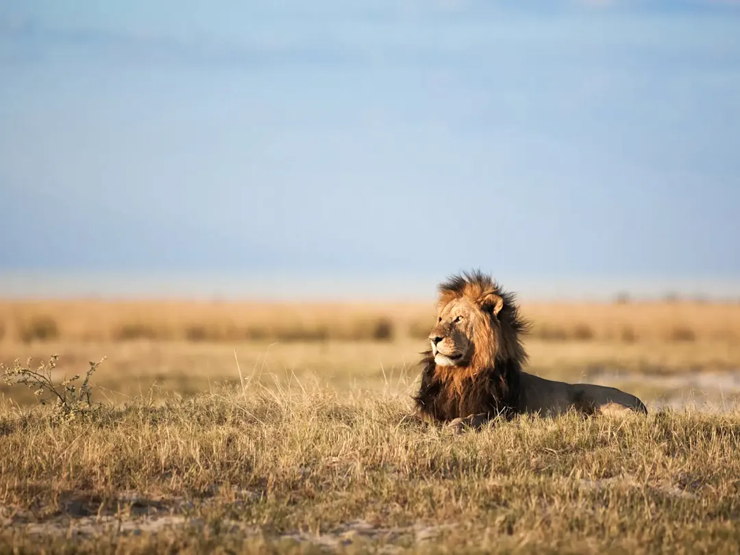 Namibia, Etosha Nationalpark, Löwe Ein Löwe ruht im Gras und beobachtet die Savanne. Etosha, Namibia.