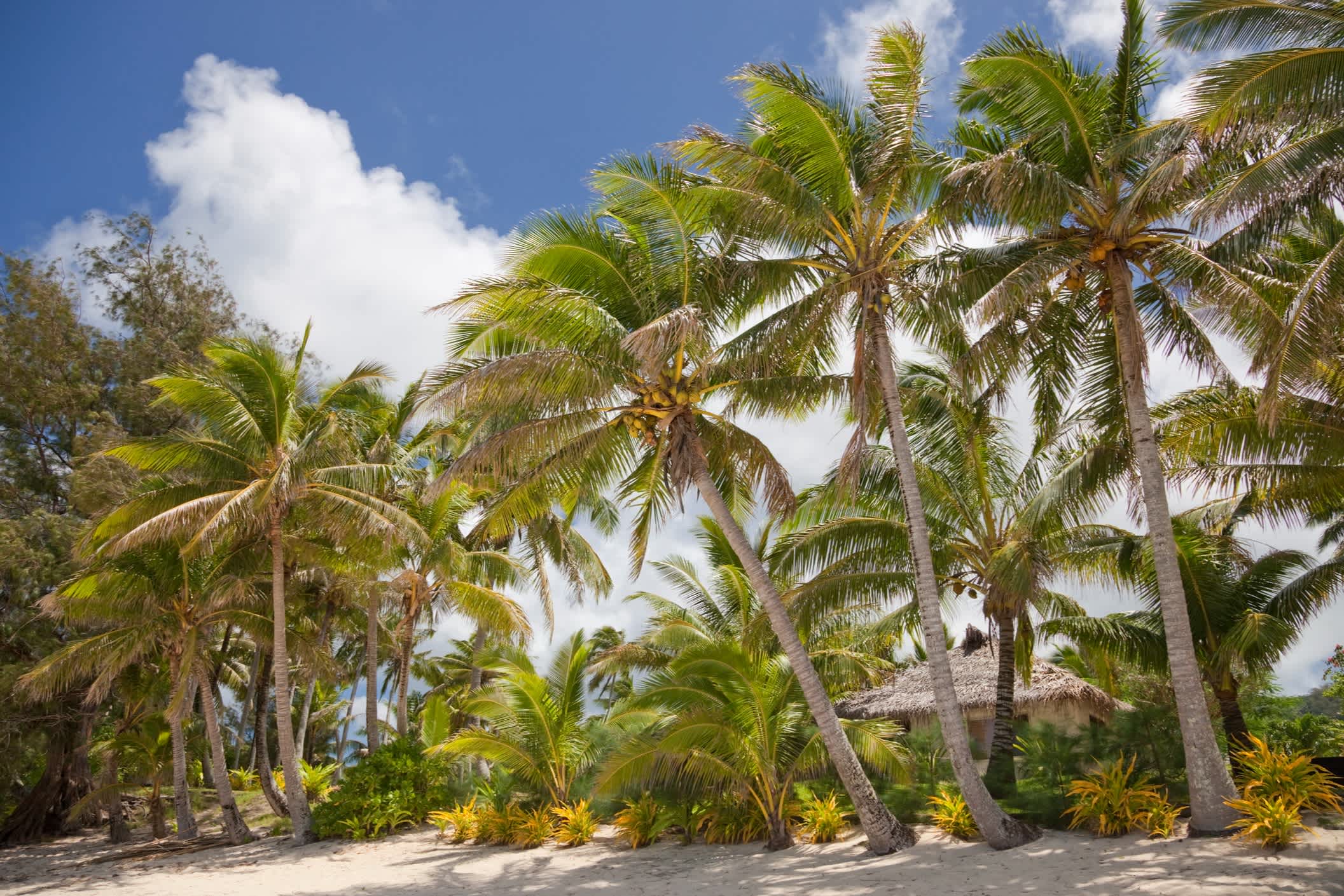 Tropischer Strand mit Palmen und Hut