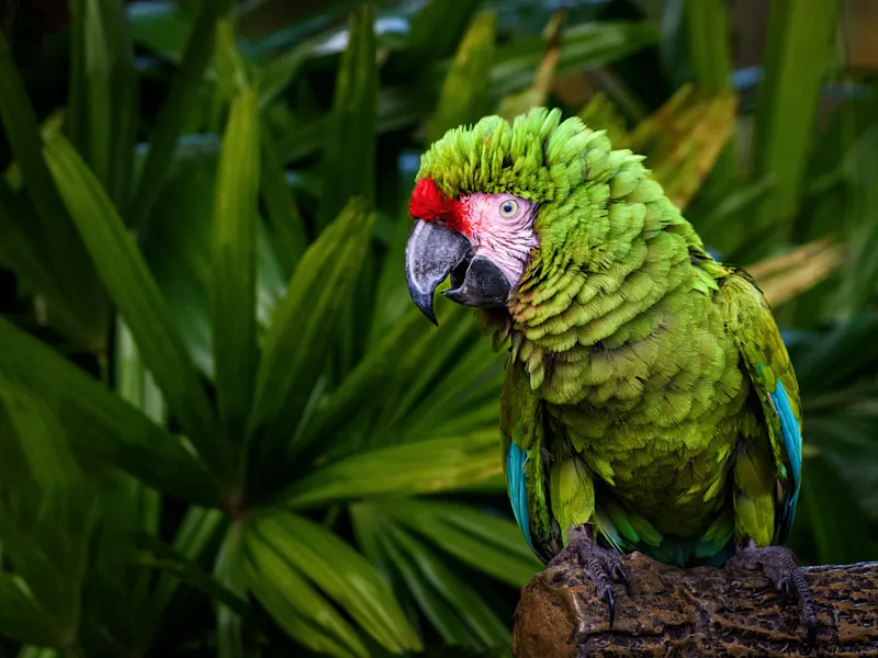 Amazonas, Brasilien Grüner Ara mit rotem Kopf sitzt auf einem Ast. Amazonas, Brasilien