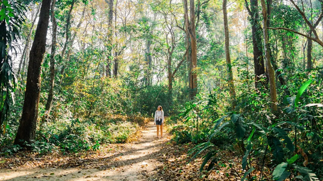 Wanderung auf einem Pfad im tropischen Wald. Laos.