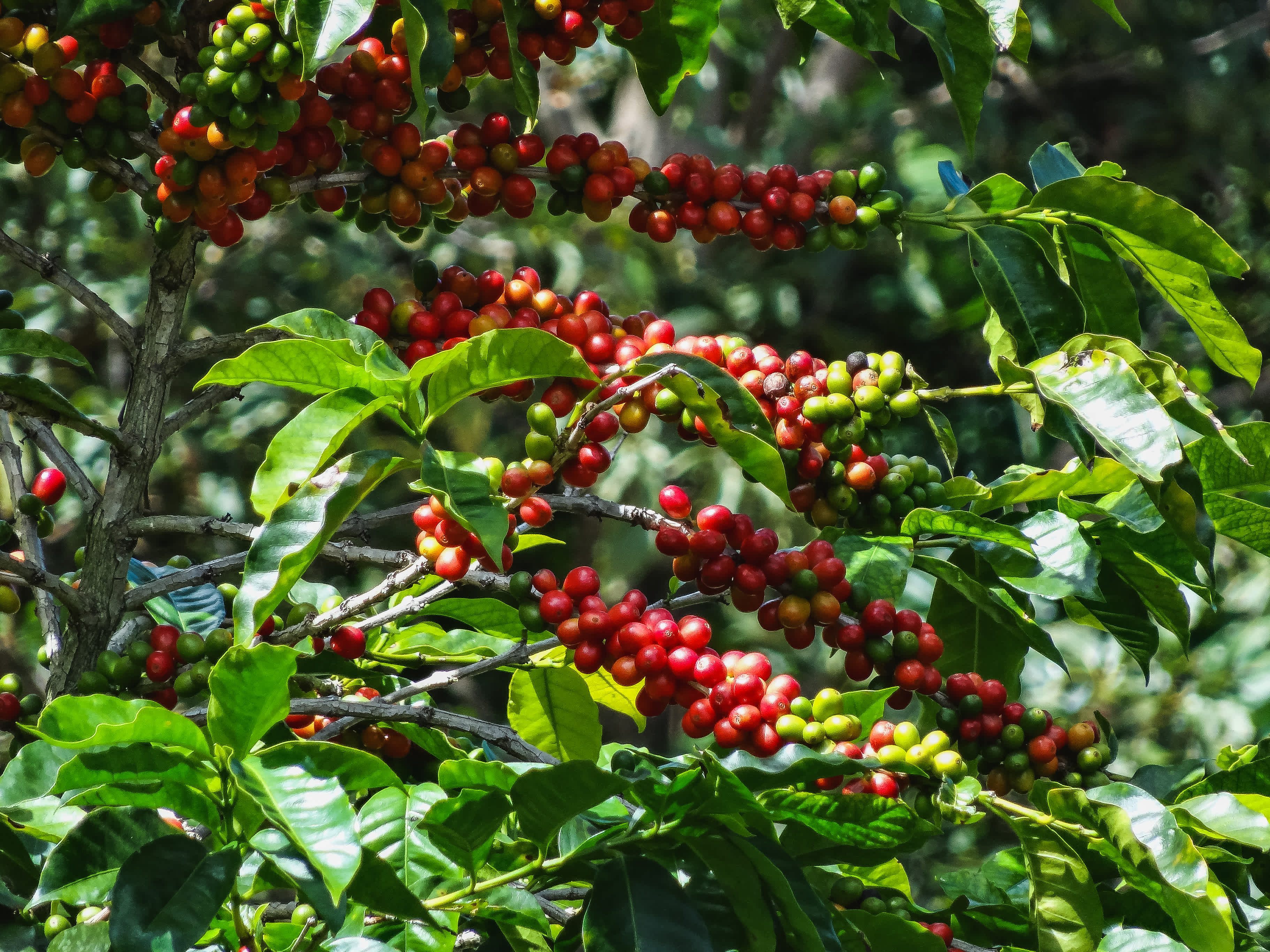 Panama, Boquete, ferme productrice de café