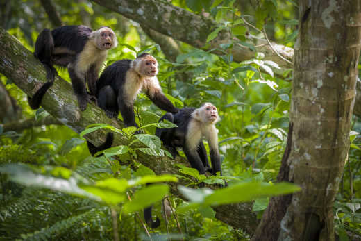 Singes capucins sur une branche dans la jungle