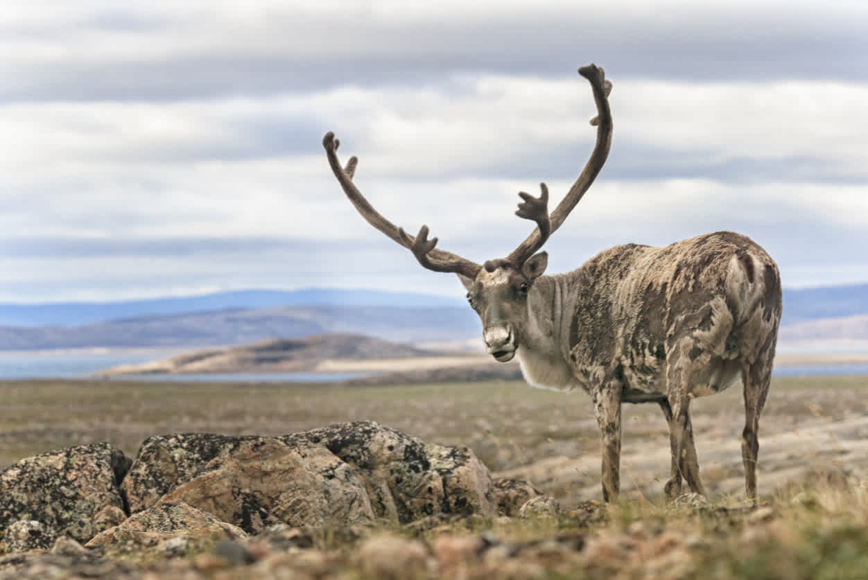 Ontdek de wilde dieren van de toendra tijdens uw reis naar Nunavut.