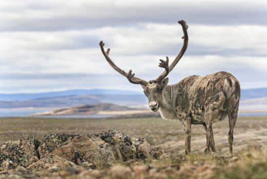Entdecken Sie die Tierwelt der Tundra auf Ihrer Reise nach Nunavut.