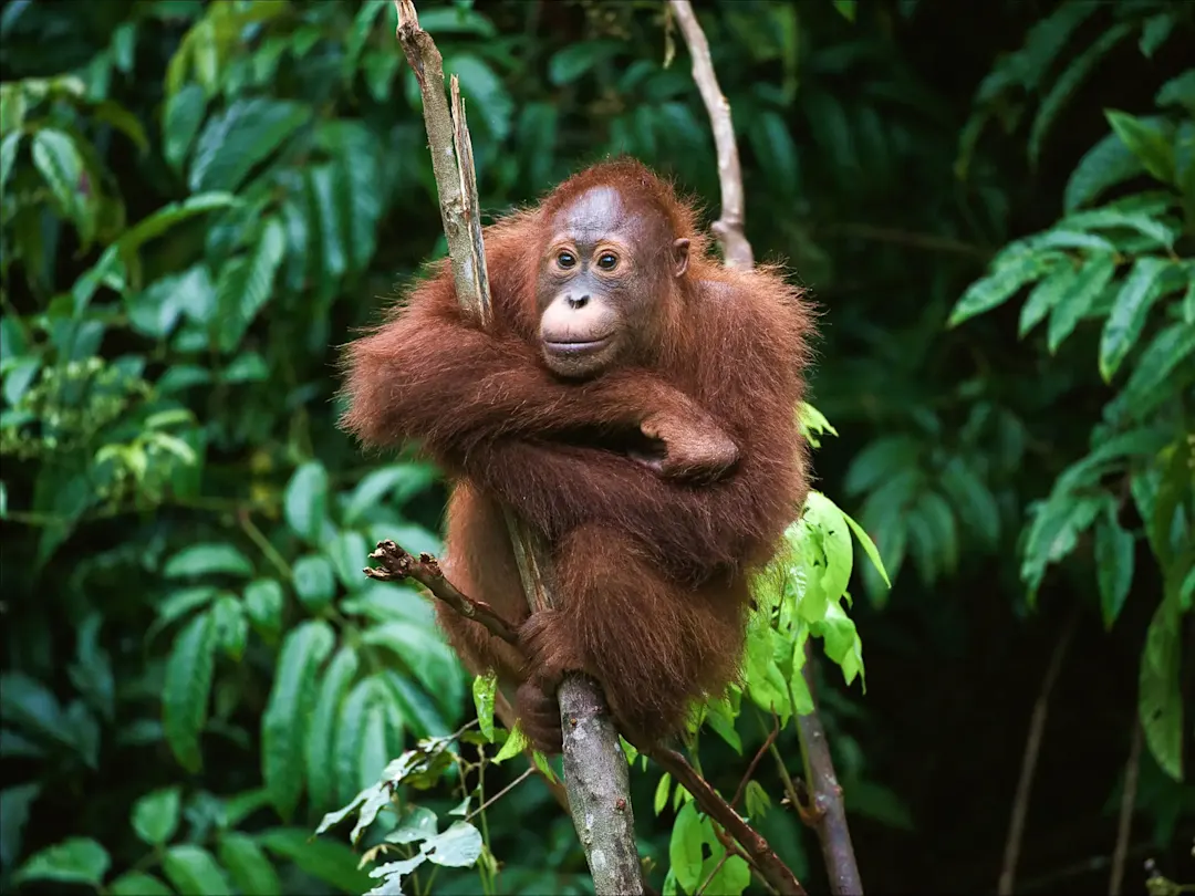 Junger Orang-Utan auf einem Baum im Regenwald. Sepilok-Orang-Utan-Rehabilitationszentrum, Sabah, Malaysia.