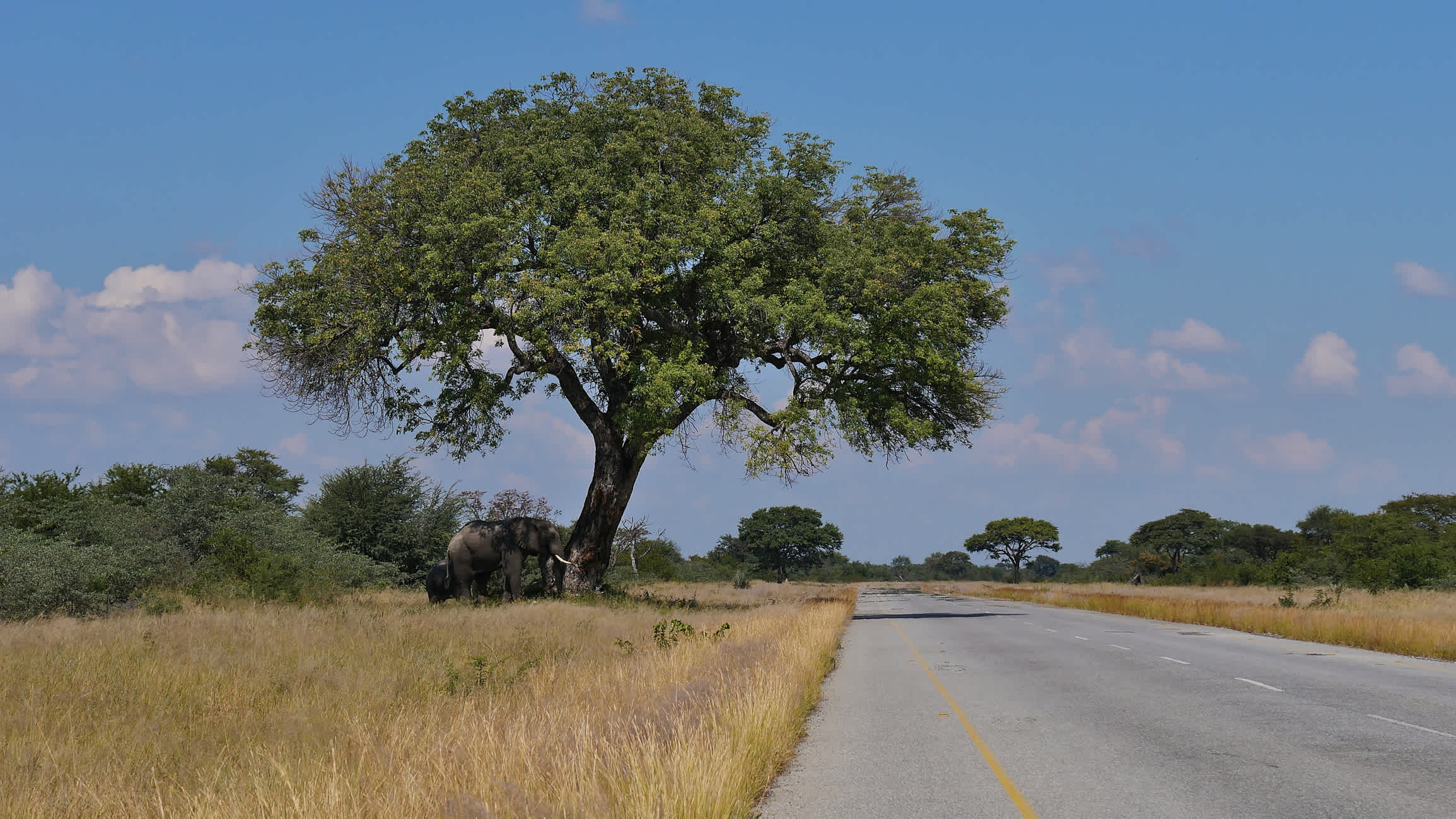 Des éléphants d'Afrique broutent sous un grand arbre près de la route principale entre Kasane et Nata dans le désert du Kalahari au Botswana