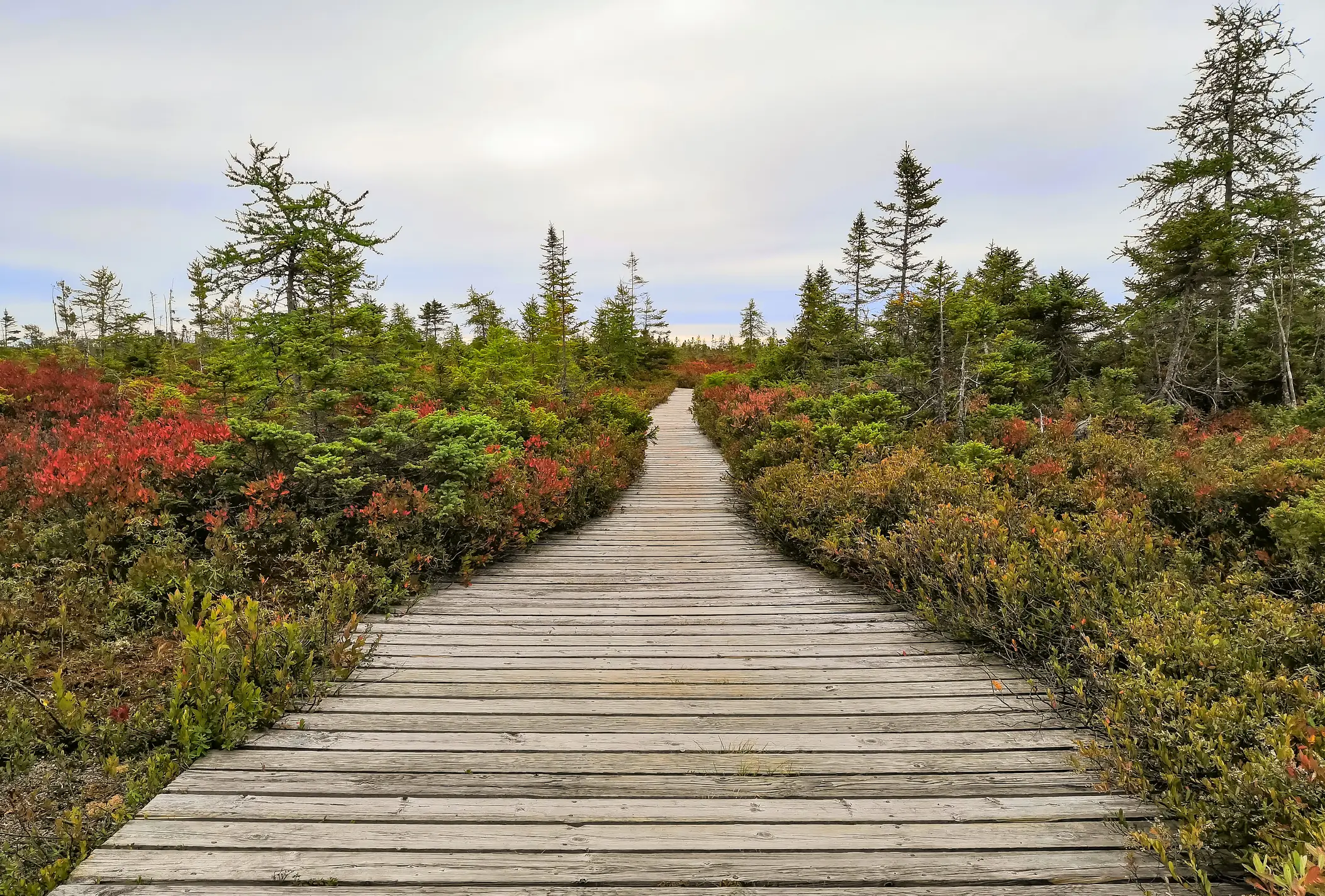 Ein ausgebauter Wanderweg im Kouchibouguac Nationalpark.