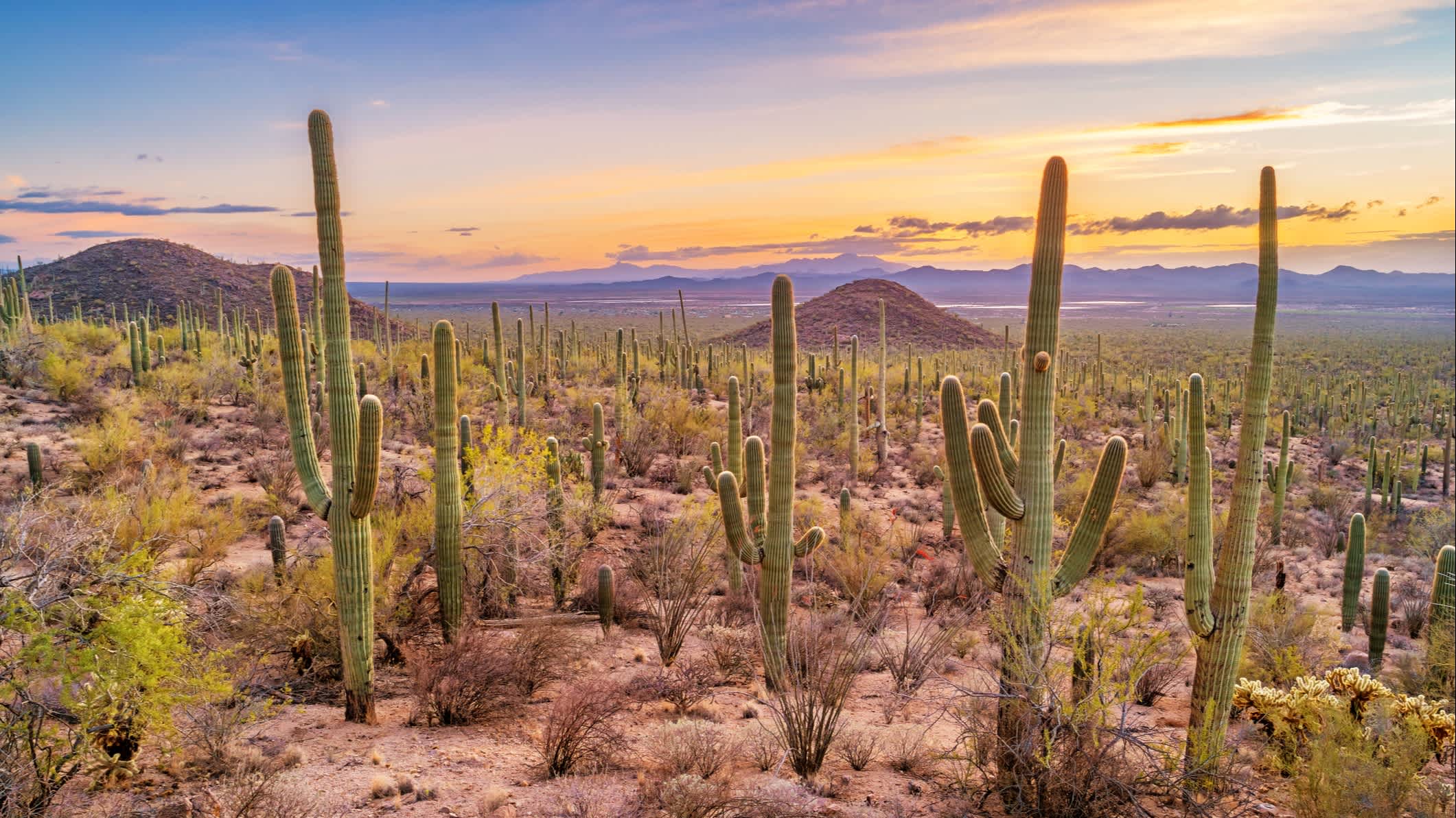 Mer de cactus et coucher de soleil au Parc national de Saguaro à Tuscon en Arizona