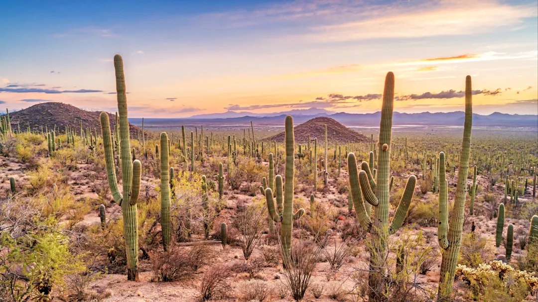 Sonnenuntergang über einer Wüstenlandschaft mit Saguaro-Kakteen. Tucson, Arizona, USA.