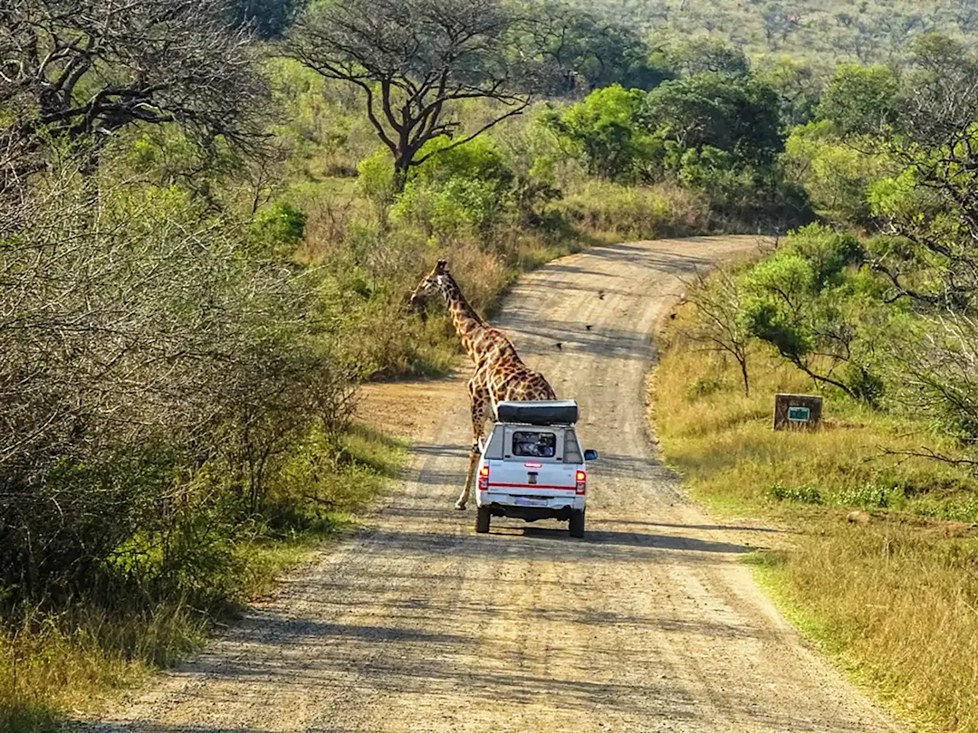 Safari au parc Kruger et plages de l’île Maurice