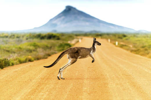 Kangaroo crossing dirt road in Western Australia. 