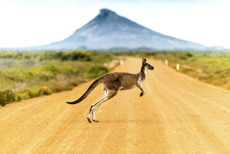 Un cangourou dans la nature australienne