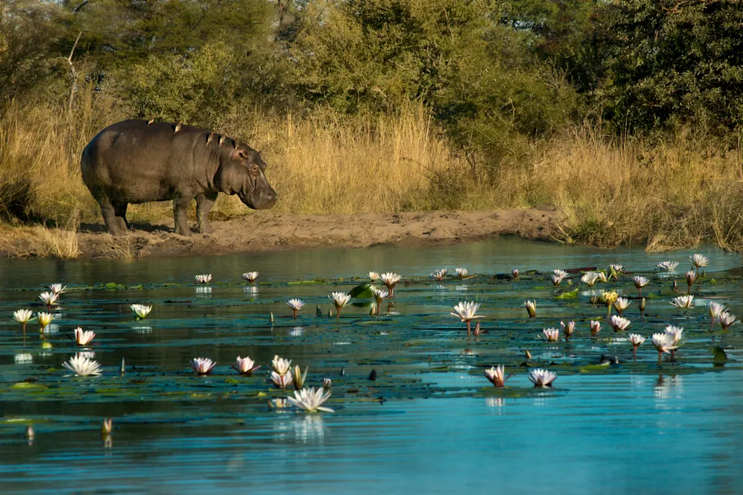 Hippopotame au bord d'un fleuve
