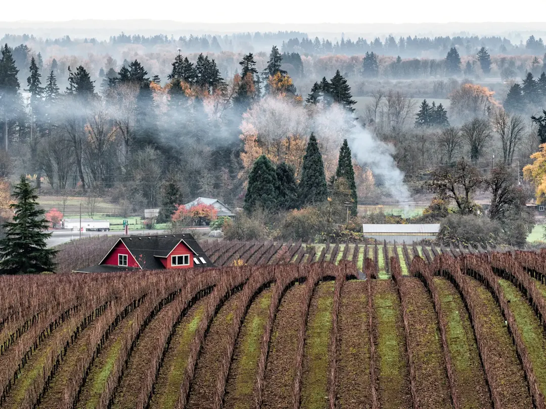 Malerische Weinberge im Nebel einer Herbstlandschaft. Willamette Valley, Oregon, USA.
