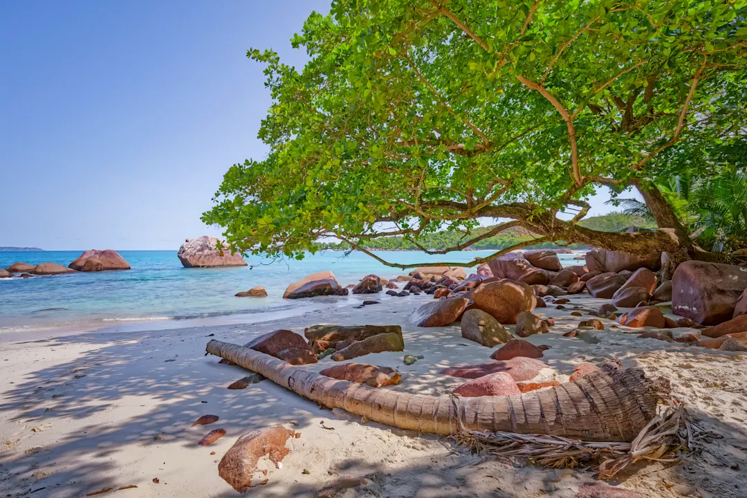 Plage tropicale d'Anse Lazio avec ses imposantes formations rocheuses de granit typiques et ses palmiers sur l'île de Praslin, aux Seychelles.