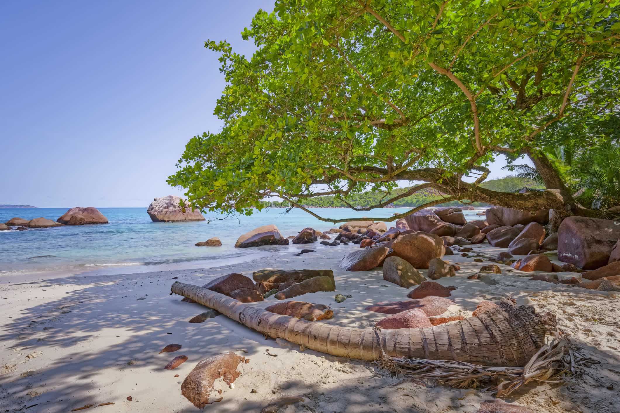 Tropischer Strand Anse Lazio mit typischen mächtigen Granitfelsen formationen und Palmen auf Praslin Insel, Granitic Seychellen, Archipel Land im Indischen Ozean