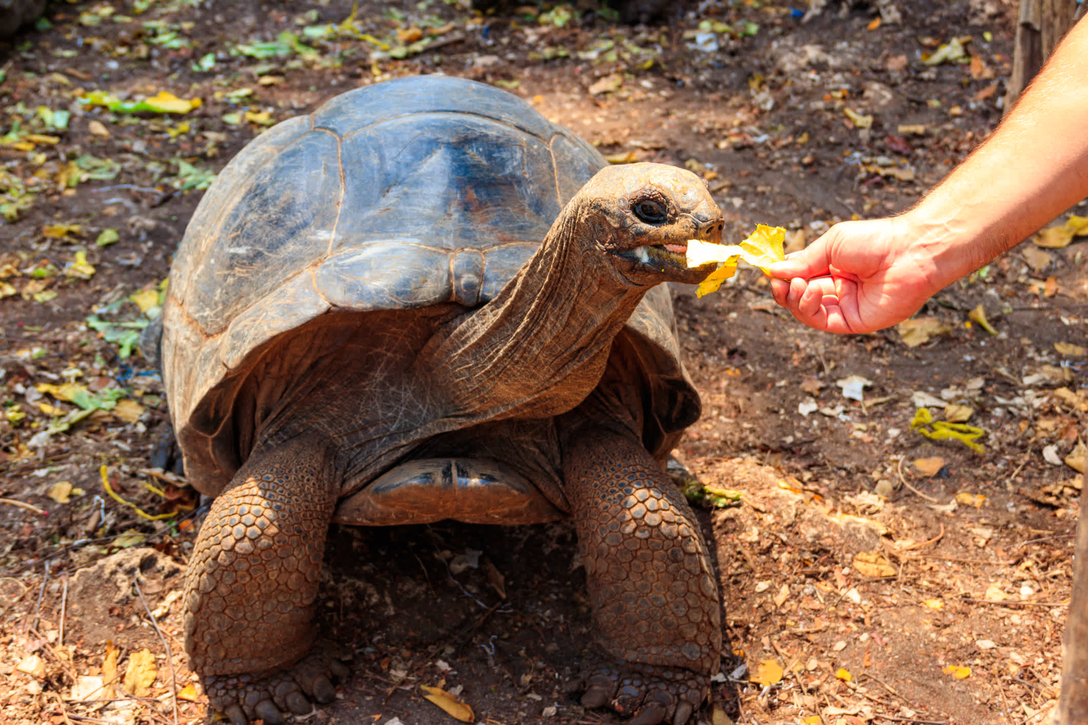 Personne en train de nourrir une tortue géante d'Aldabra sur l'île-prison, Zanzibar en Tanzanie

