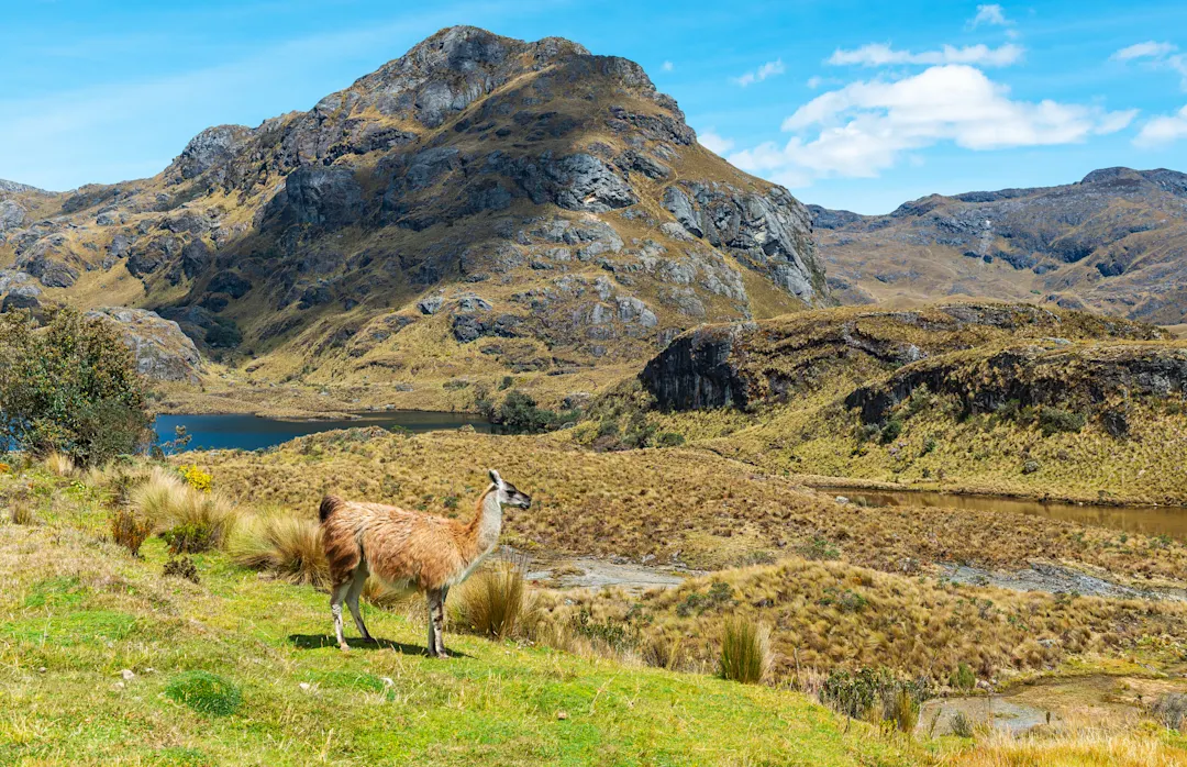 Ecuador, Riobamba, Chimborazo Nationalpark Llama, Cajas national park, Ecuador